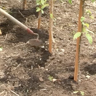 Gjødsel til frukttrær Gjødsel til frukttrær